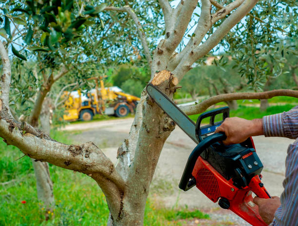 The Steps Involved in Our Tree Care Process in Gulfport, FL